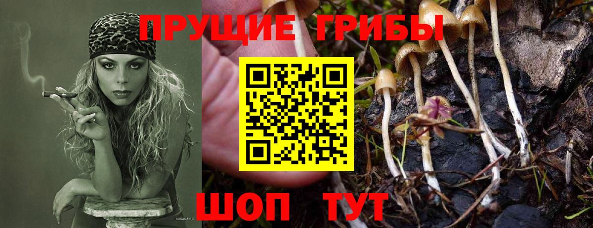 Псилоцибиновые грибы Psilocybine cubensis Мирный